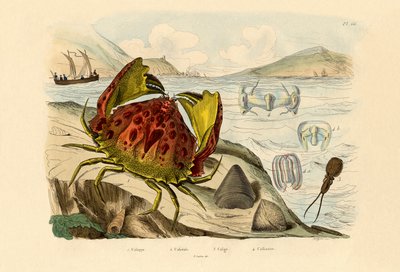 Shamefaced Crab by French School